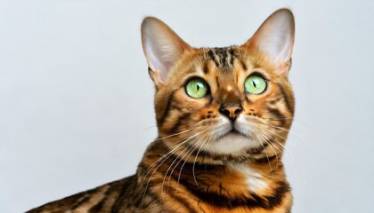 Obraz premium Portrait of male Bengal cat sitting down looking straight into camera cut out isolated on white background, orange color feline with dark round rosette pattern and bright green eyes