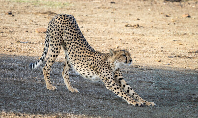 Cheetah stretching in Botswana, Africa © Heather