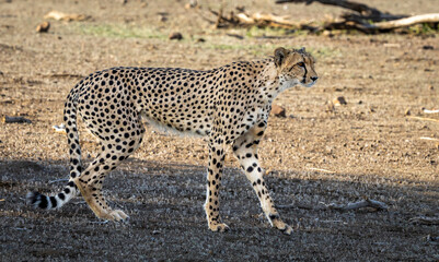 Cheetah stalking in Botswana, Africa
