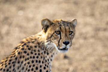 Portrait of a cheetah in Botswana, Africa