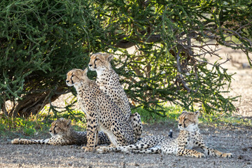Family of cheetahs in Botswana, Africa