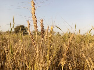 vast golden wheat field illuminated by sunlight under a clear blue sky