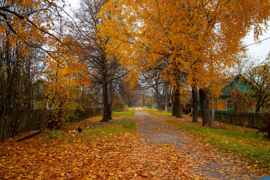 Autumn alley in the countryside. Yellow leaves on the trees. High quality photo