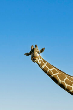 Giraffe 