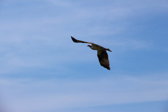 Osprey flying away