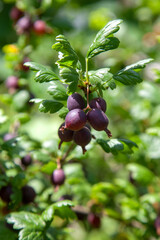 Ripe gooseberries in the garden on the bush. .