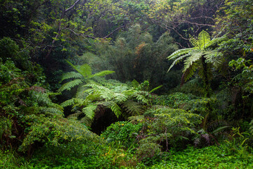 春、新緑、新緑の山