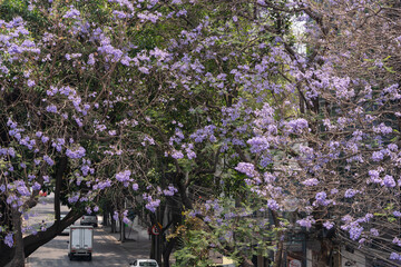 calle transitada con acercamiento a árbol de jacaranda