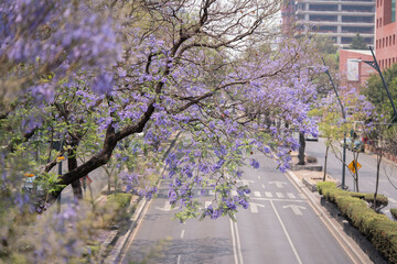 Avenida de ciudad de méxico con árbol de jacaranda en primer plano