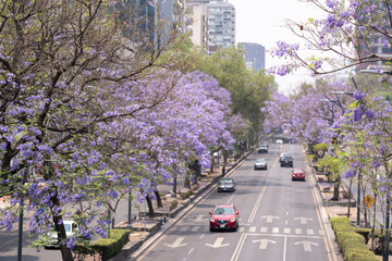 Calle transitada por automóviles en la ciudad de México con árboles de Jacaranda en los...