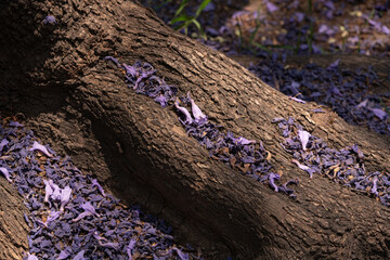 final de temporada de jacarandas, pétalos caídos en tronco del árbol
