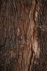 textura de tronco de árbol 