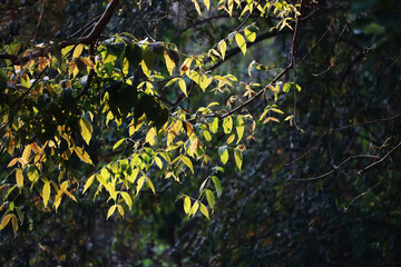 autumn leaves on light