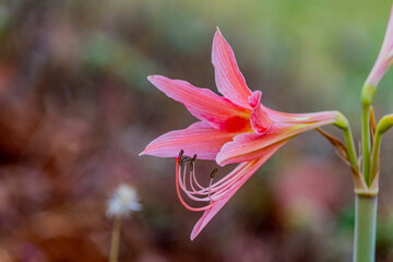 The Barbados lily flower on the filed