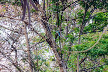 The Common green magpie on a branch in nature