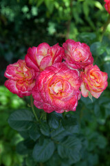 Beautiful pink rose bush growing in the garden..