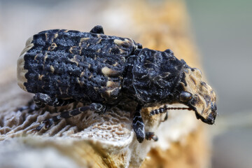 Der Große Breitrüssler - Platyrhinus resinosus