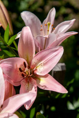 Blooming Oriental Lily flowers. Pink tropical flower in the garden..