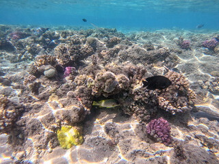 Blackspotted rubberlip fish or plectorhinchus gaterinus at coral reef..