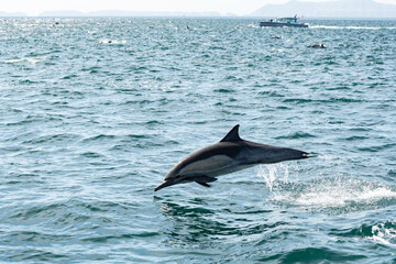 Pod of common dolphins in the Pacific Ocean - 763643268