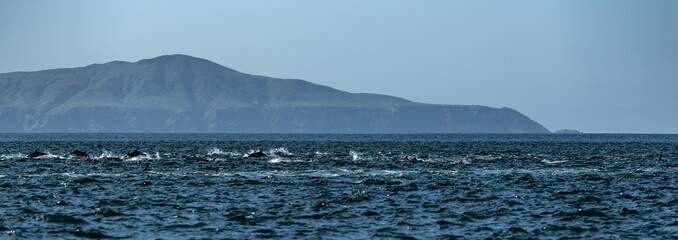 Pod of common dolphins in the Pacific Ocean - 763643429