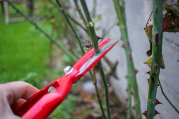 the pleasure of pruning rose bushes