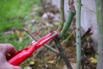 pruning rose bushes in winter time