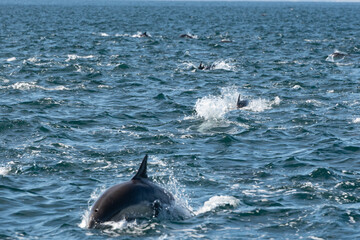 Pod of common dolphins in the Pacific Ocean - 763643854