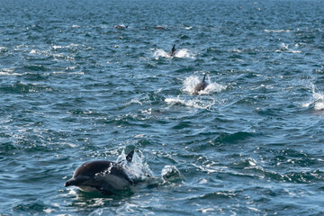 Pod of common dolphins in the Pacific Ocean - 763643874