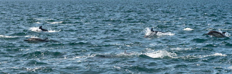Pod of common dolphins in the Pacific Ocean - 763644034