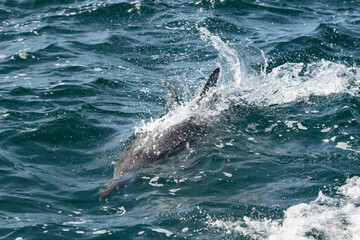 Fototapeta premium Pod of common dolphins in the Pacific Ocean