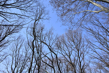 branches of trees in the forest against blue sky in winter
