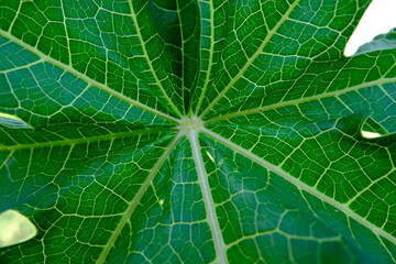 close up of papaya leaf
