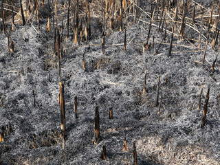 野焼きの跡、今まで茂っていた草が焼き払われて広い空間が現れた。モノトーンの世界。まだ焦げくさい臭いが漂っている。不思議と心地よい香りだ。野で遊んでいた子供の頃の光景が浮かんできた。野焼きは古いものと新しいものの交代の時。古いものは姿を消す。人にもその時が来る。その時は思っているよりもずっと早く訪れるかもしれない。不安な今の世の中。我々はどう生きていくのか、灯りは見えない。