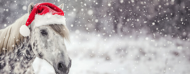A horse with a calm expression sports a Santa hat, perfect for a holiday greeting, against a plain backdrop ideal for festive text. - obrazy, fototapety, plakaty
