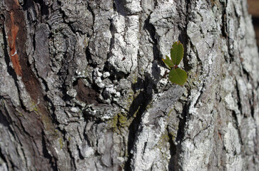 樹木の肌を見ていると、時を経て厳しい自然界を生き抜いてきた逞しい生命力を感じる。それはあたかも人間の生きざまにも似ていて、はち切れそうな若い樹肌もあれば、老練な樹肌まで様々な紋様を見せてくれる。生存競争に打ち勝って生き抜いてきた樹木。力強さを感じる。われわれ人間は植物なしでは生きていけない。母なる樹木を殺してはいけない。自然豊かな地球を我々は殺してはいけない。