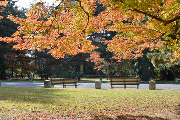 秋の京都御苑　京都市上京区