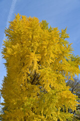 秋の京都御苑　イチョウの黄葉　京都市上京区