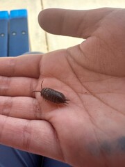 close up of a hand holding a roly poly