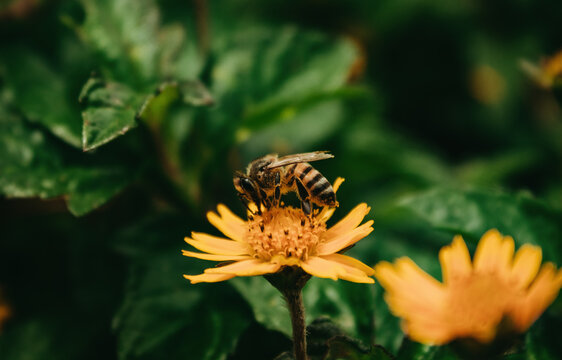 bee on flower, abelha na flor, abelha