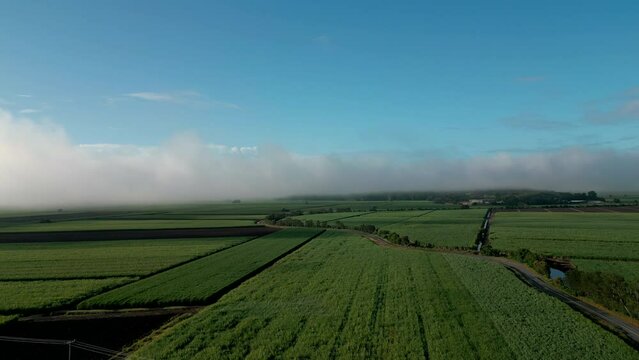 Morning fog in the distance over lush green fields