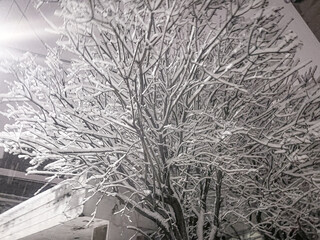 눈 덮힌 겨울 나무