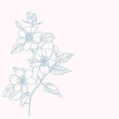 Rose hip wild spring flowers, abstract floral sketch art - 763653683