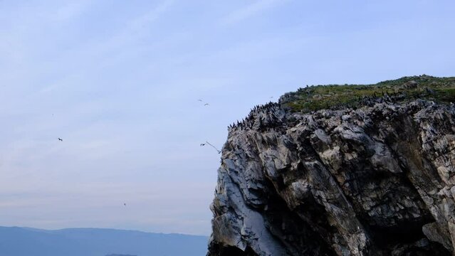 Cormorants flying and sitting on stones. The cormorant's scientific name is Phalacrocorax capillatus. Lake Baikal