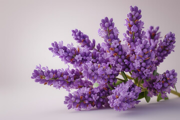 Fragrant lavender flowers bundled together and isolated on a white background. Concept of natural...