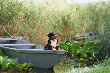 Naklejka na ściany i meble An enthralling Entlebucher Mountain Dog enjoys a serene moment aboard a boat amidst lush water lilies