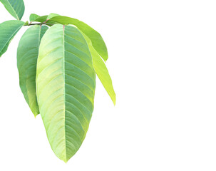 Isolated green leaves of lagerstroemia speciosa or queen crepe myrtle on white background with...