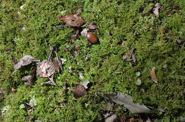 冬を乗り越えた樹木の肌を見ていると、厳しい自然界を生き抜いてきた逞しい生命力を感じる。それはあたかも人間の生きざまにも似ていて、はち切れそうな若い樹肌もあれば、老練な樹肌まで様々な紋様を見せてくれる。苔をまとった老練な樹木。生存競争に打ち勝って生き抜いてきた樹木。力強さを感じる。われわれ人間は植物なしでは生きていけない。母なる樹木を殺してはいけない。自然豊かな地球を我々は殺してはいけない。