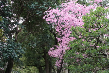千鳥ヶ淵の桜。