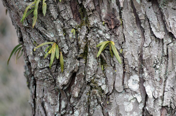 冬を乗り越えた樹木の肌を見ていると、厳しい自然界を生き抜いてきた逞しい生命力を感じる。それはあたかも人間の生きざまにも似ていて、はち切れそうな若い樹肌もあれば、老練な樹肌まで様々な紋様を見せてくれる。苔をまとった老練な樹木。生存競争に打ち勝って生き抜いてきた樹木。力強さを感じる。われわれ人間は植物なしでは生きていけない。母なる樹木を殺してはいけない。自然豊かな地球を我々は殺してはいけない。